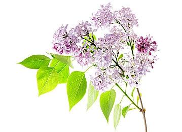 《符文工厂3豪华版》Steam版发售 国区售价256元